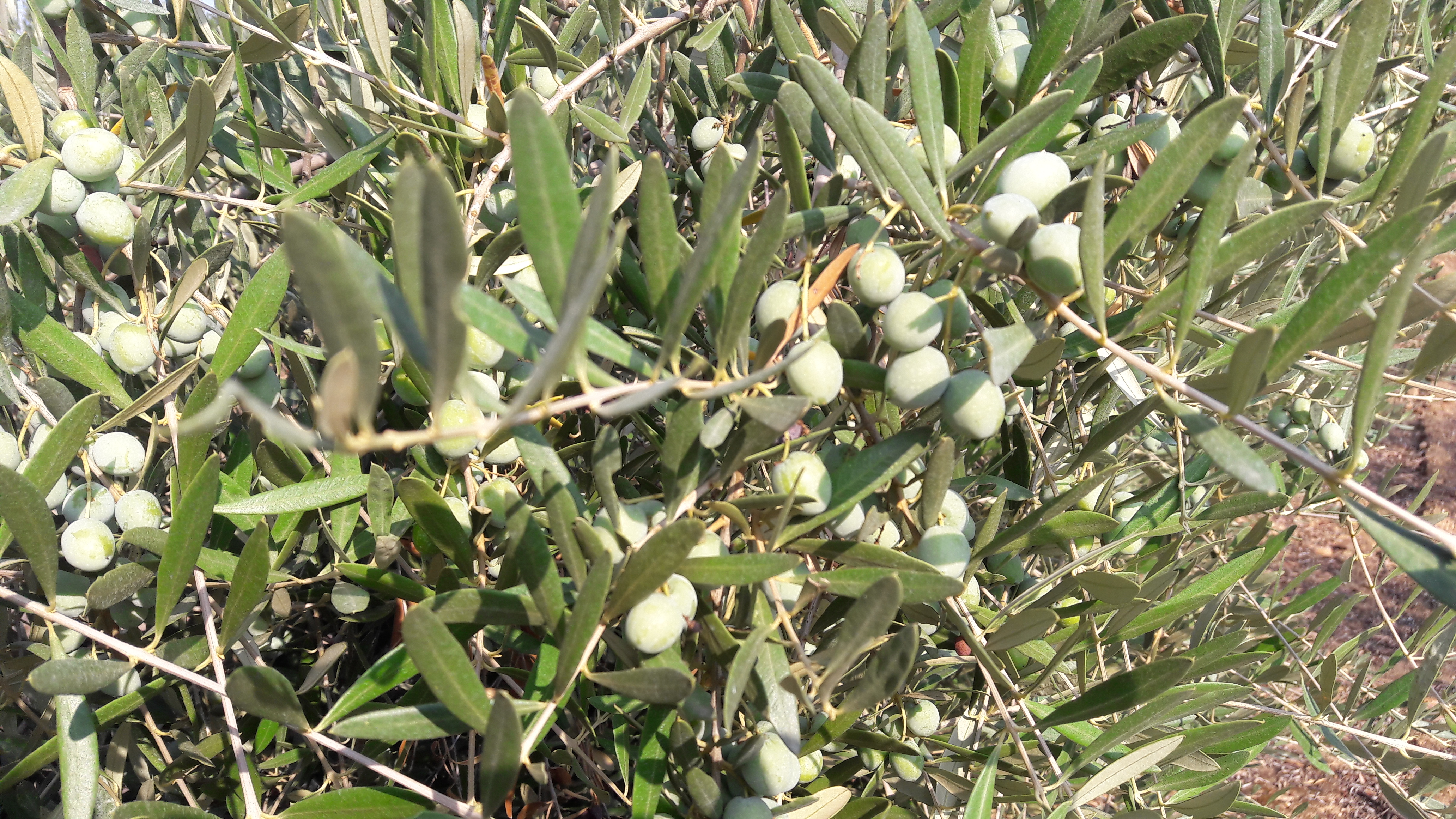 Variedad de olivo SIKITITA